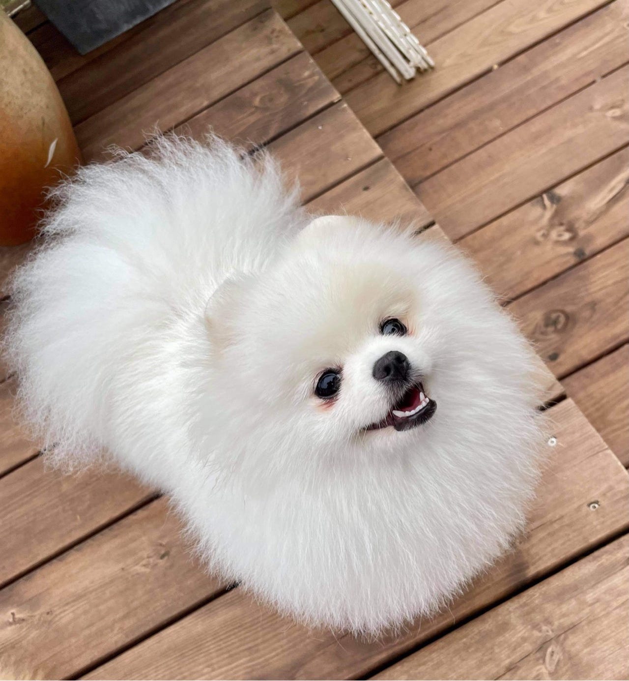 Pomeranian