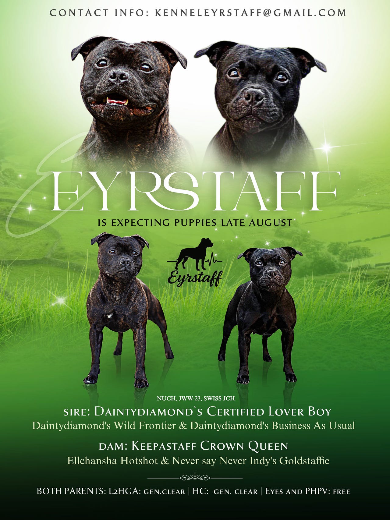 Staffordshire bull terrier