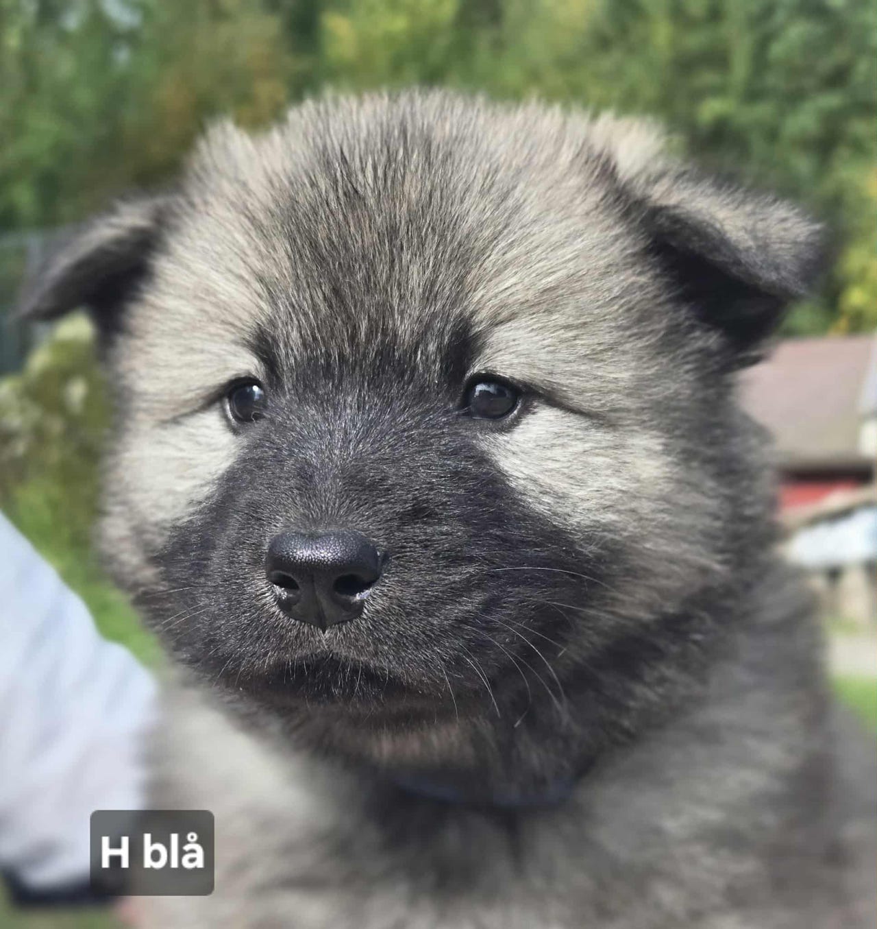 Eurasier