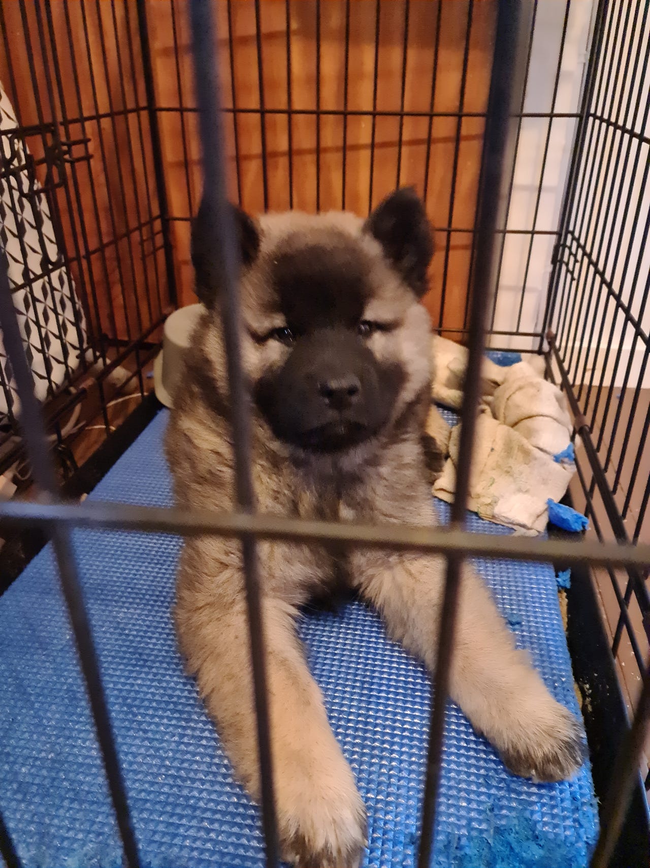 Eurasier