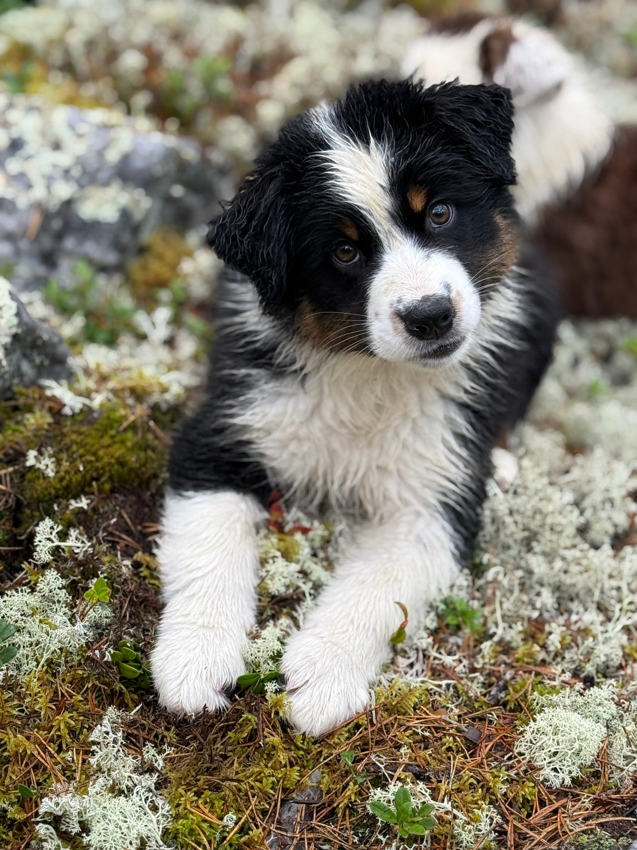 Australian shepherd