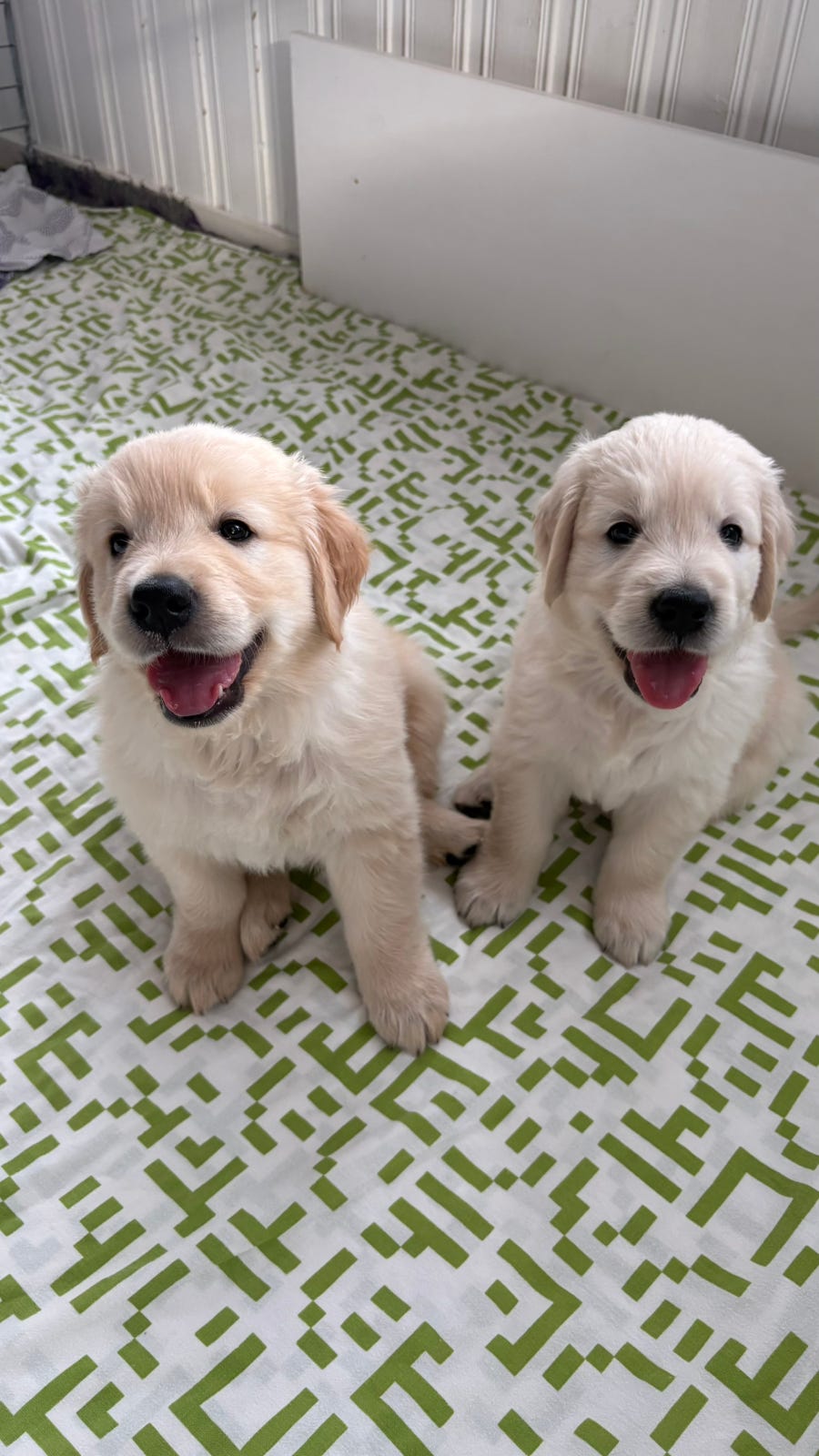 Golden retriever