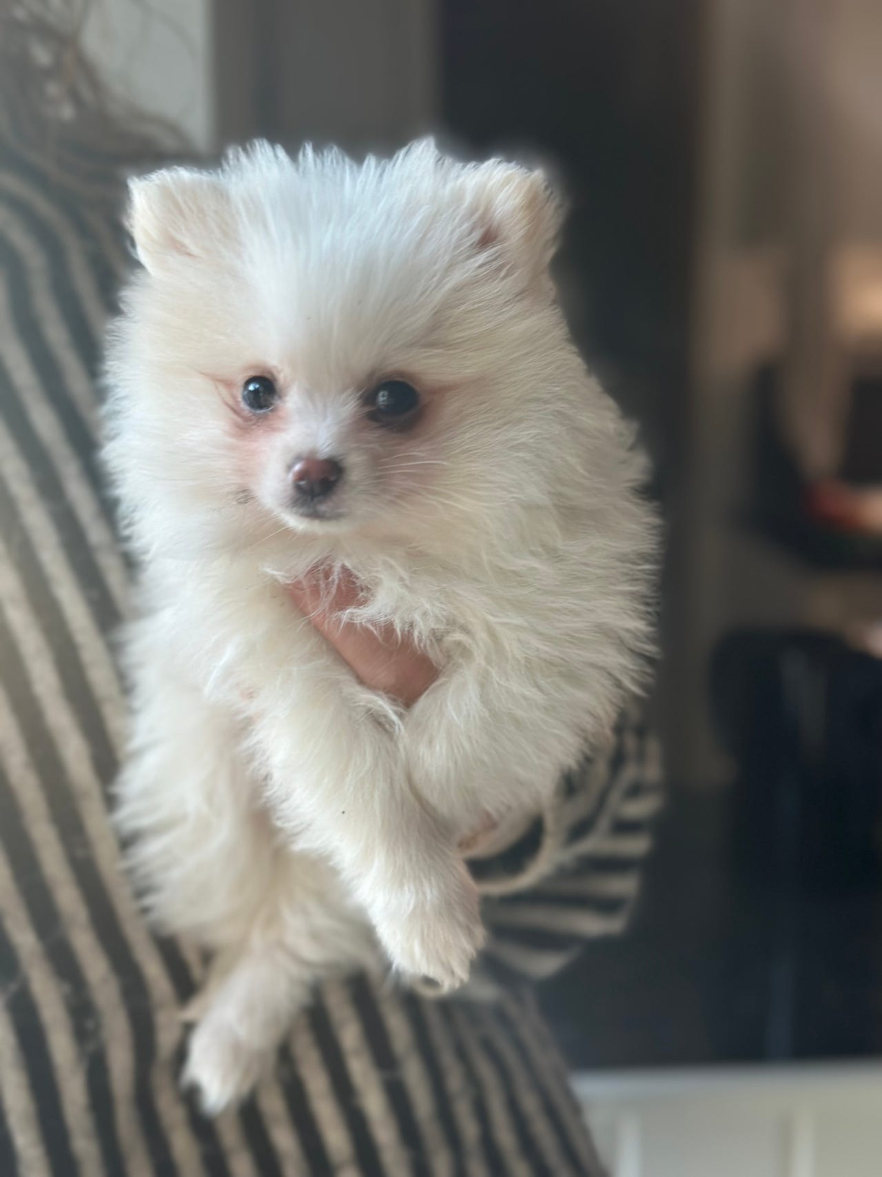 Pomeranian