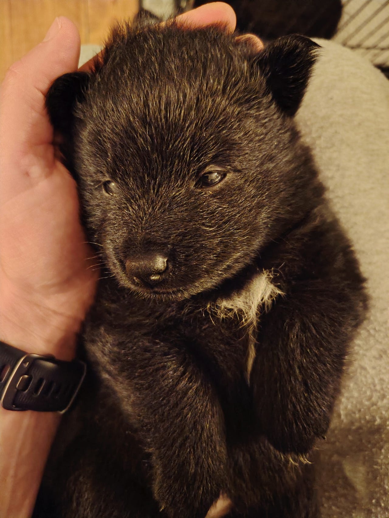 Svensk lapphund