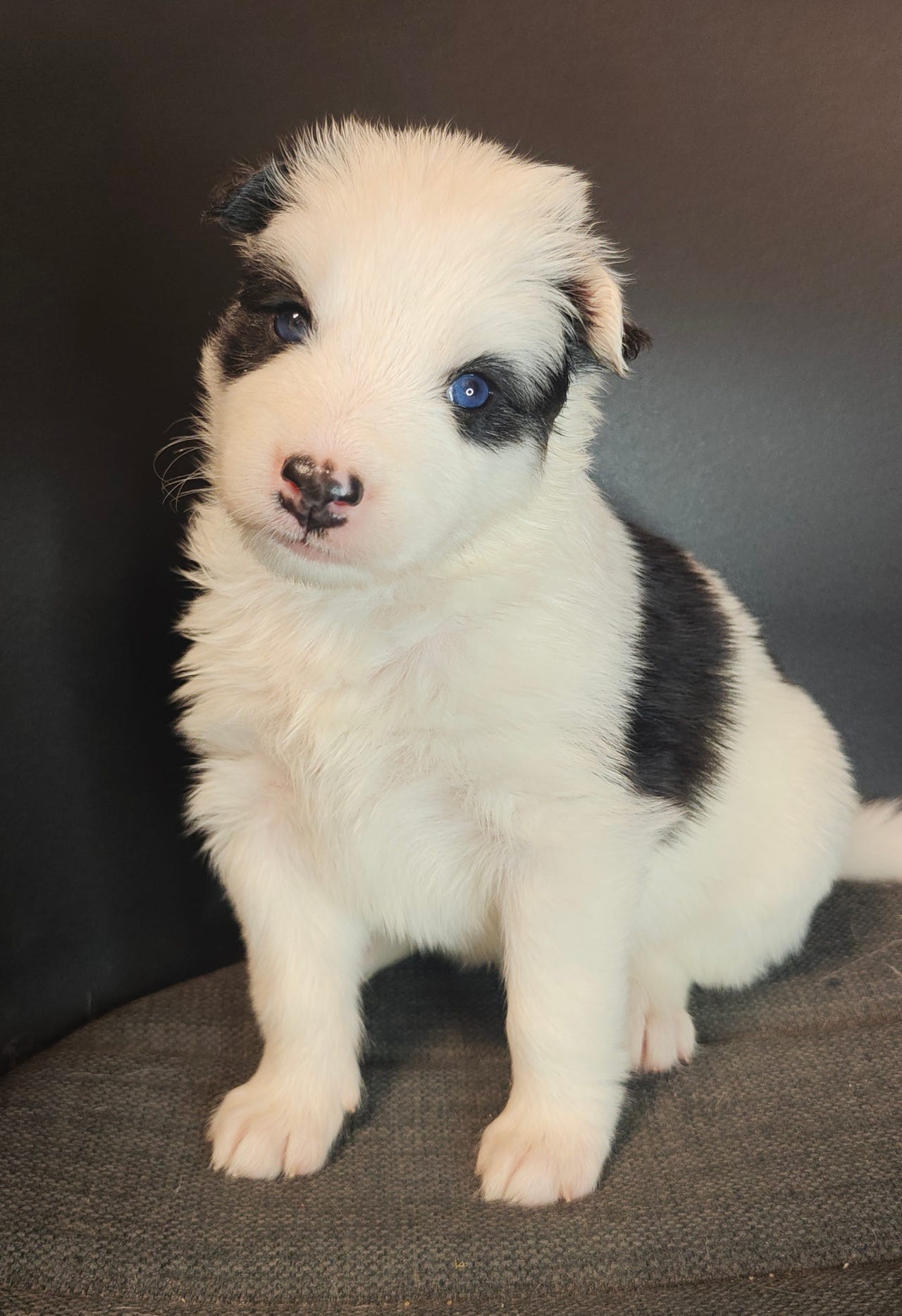 Yakutian laika
