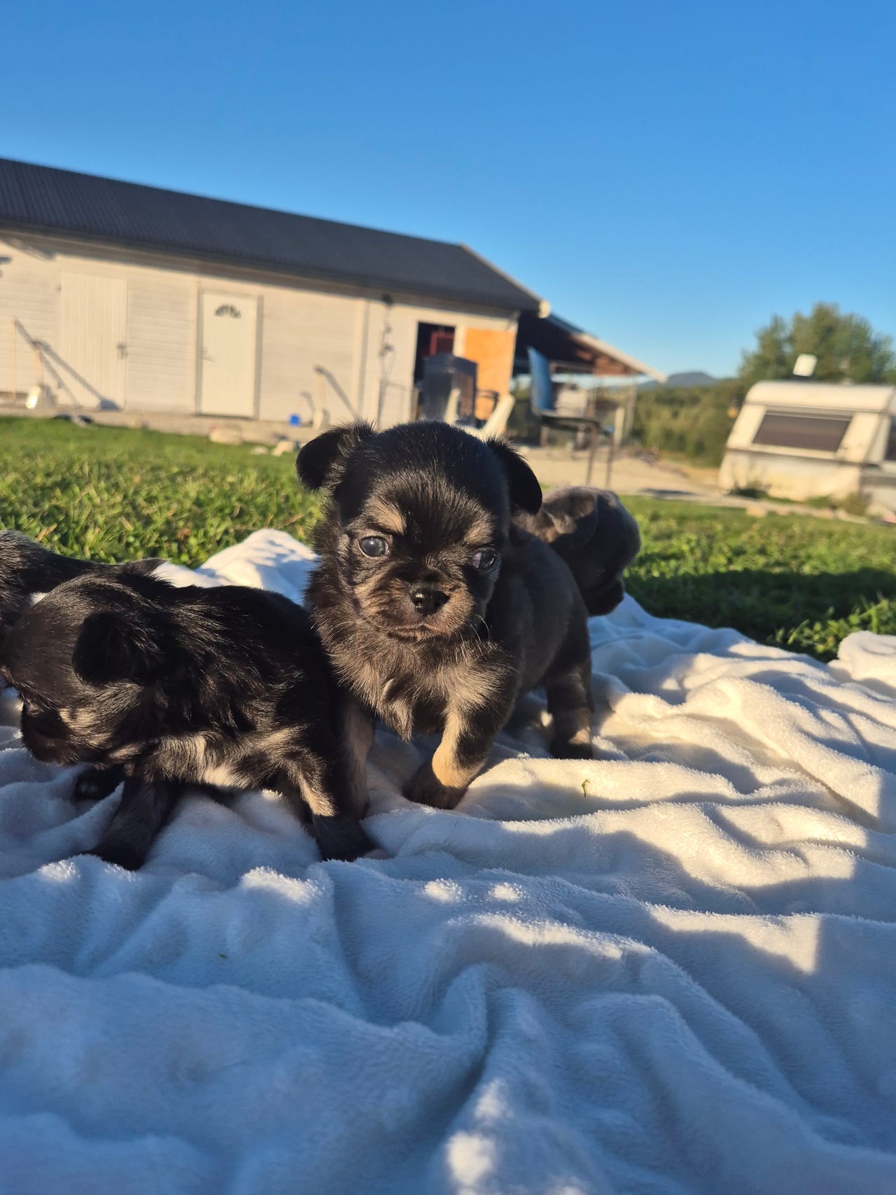 Chihuahua langhåret
