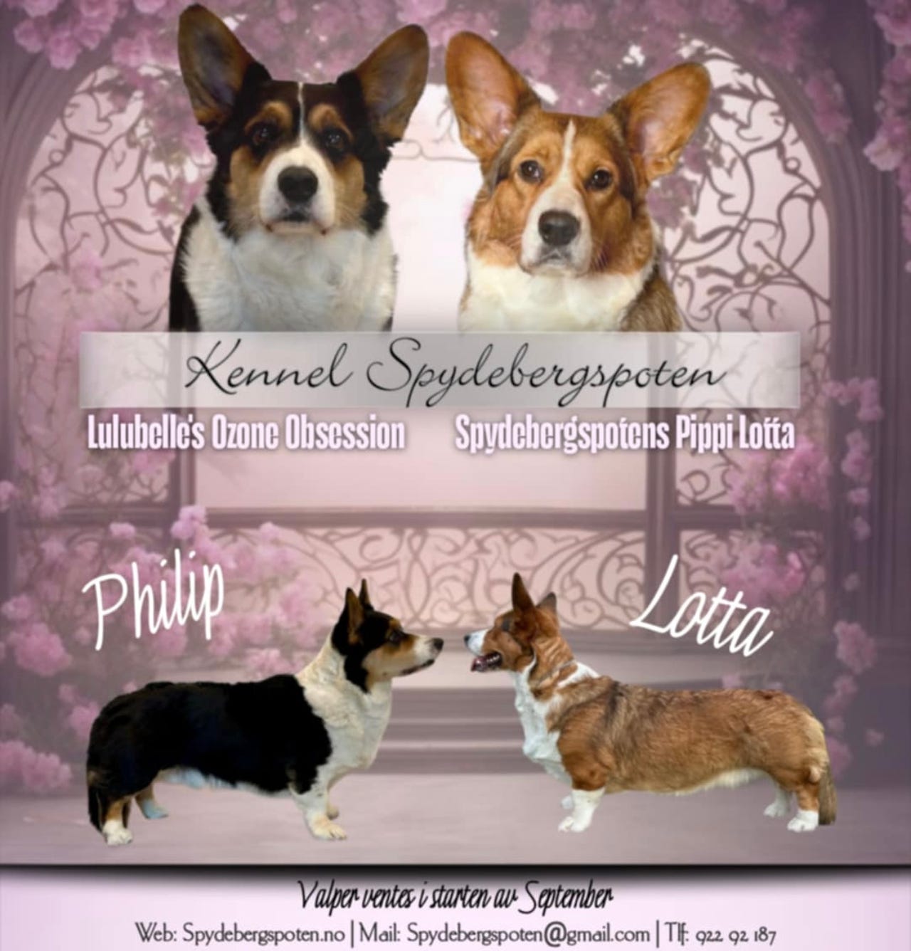 Welsh corgi cardigan