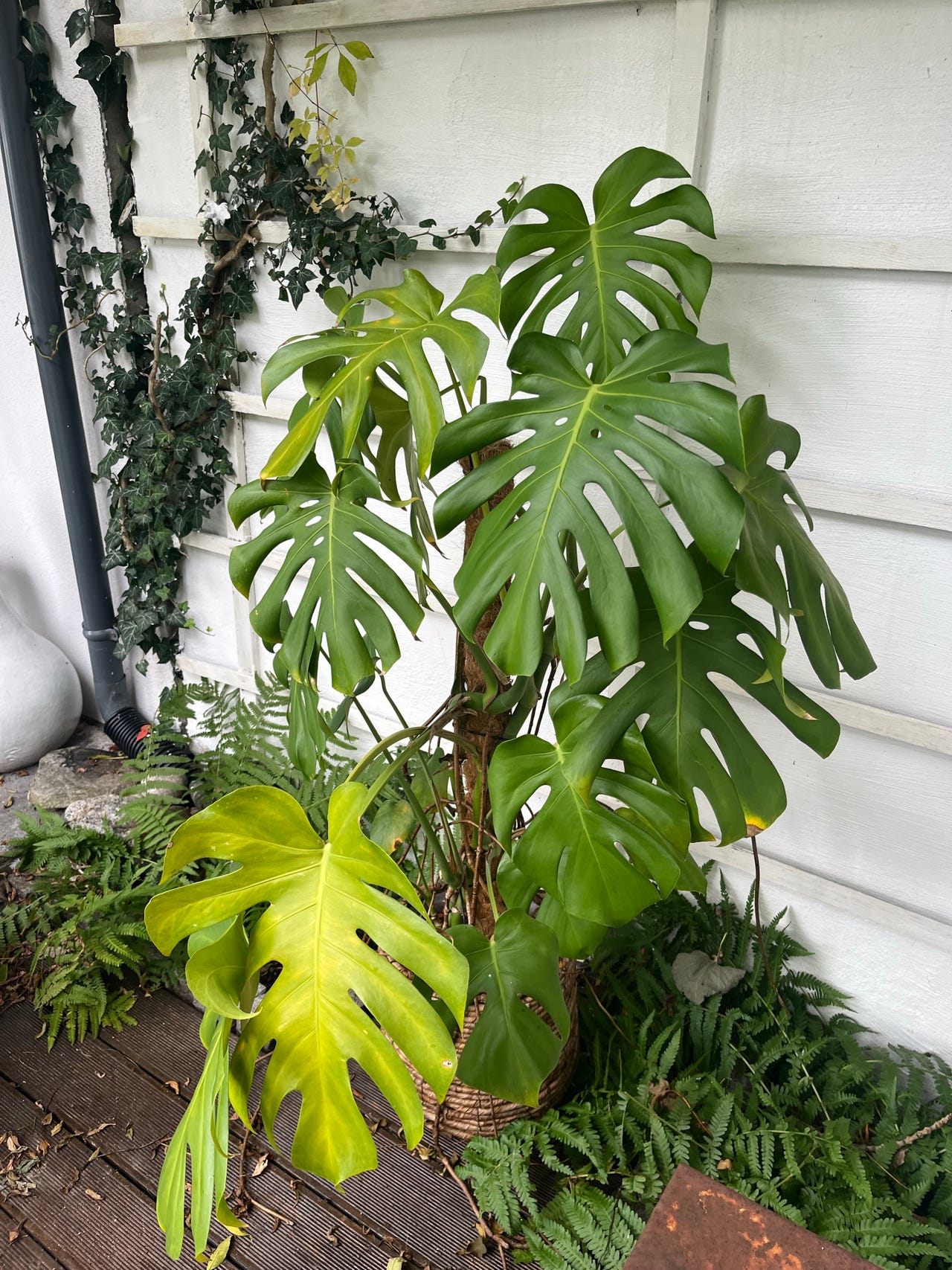 Flott Monstera | FINN-torget