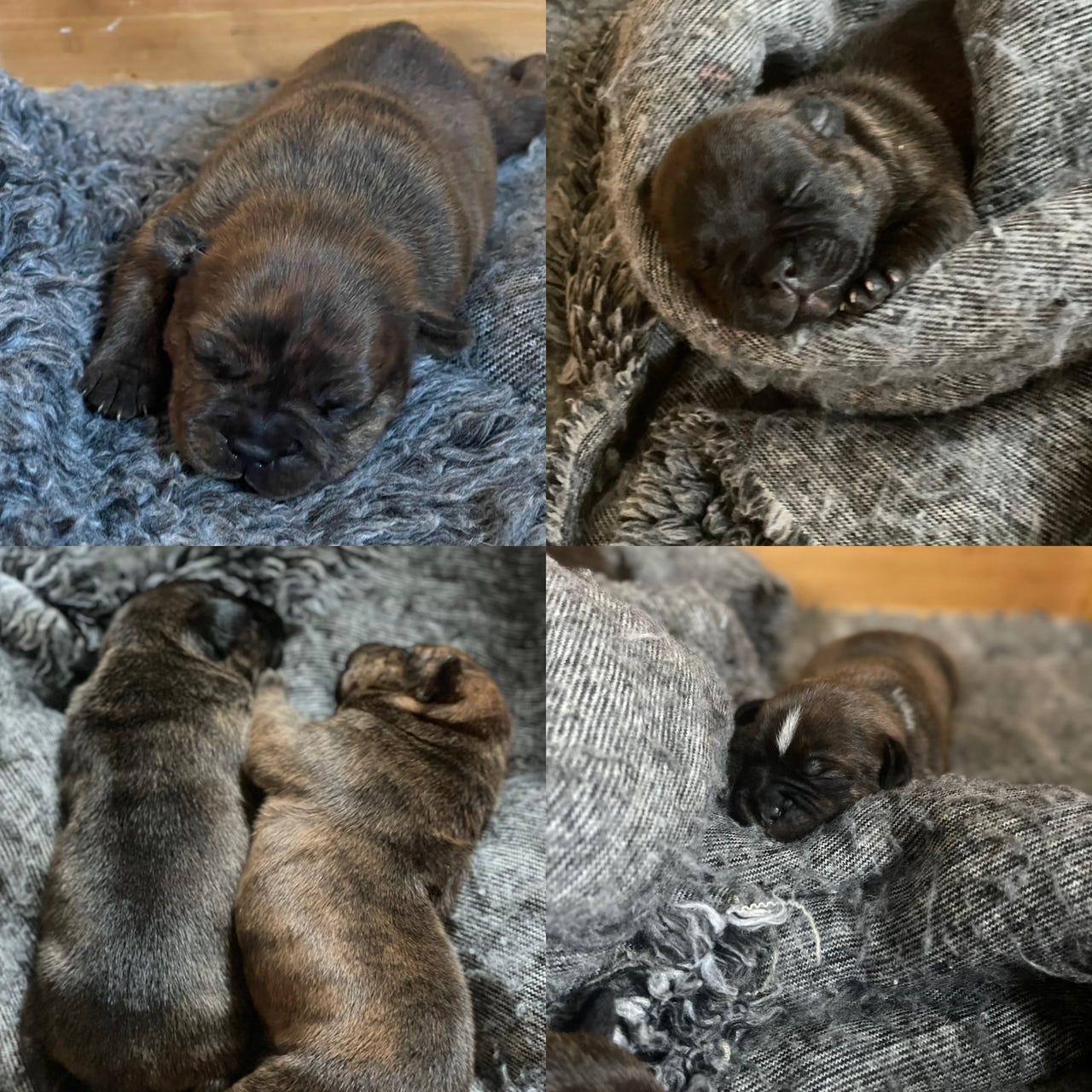 Staffordshire bull terrier