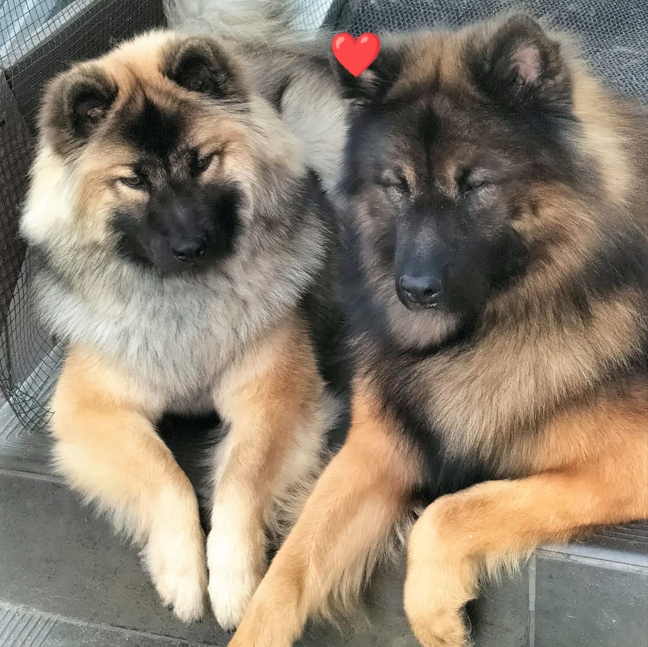 Eurasier