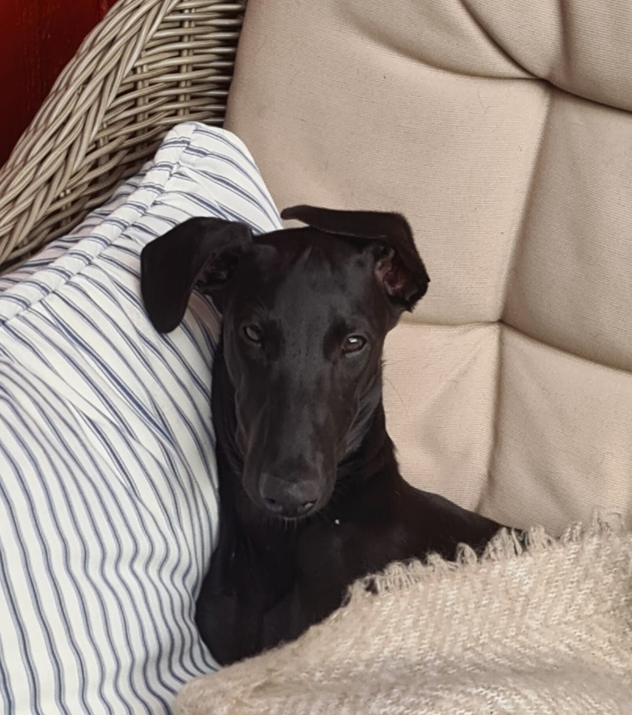 Spansk galgo