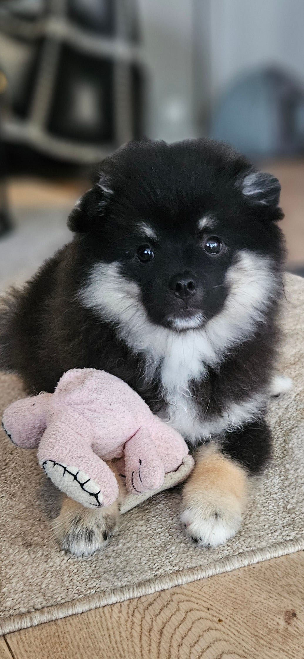 Kleinspitz