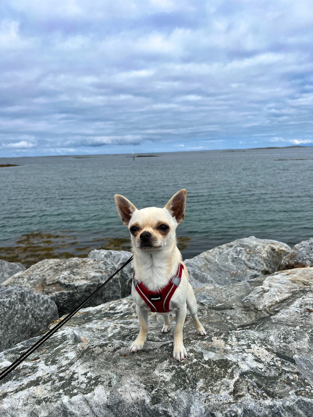 Chihuahua korthåret