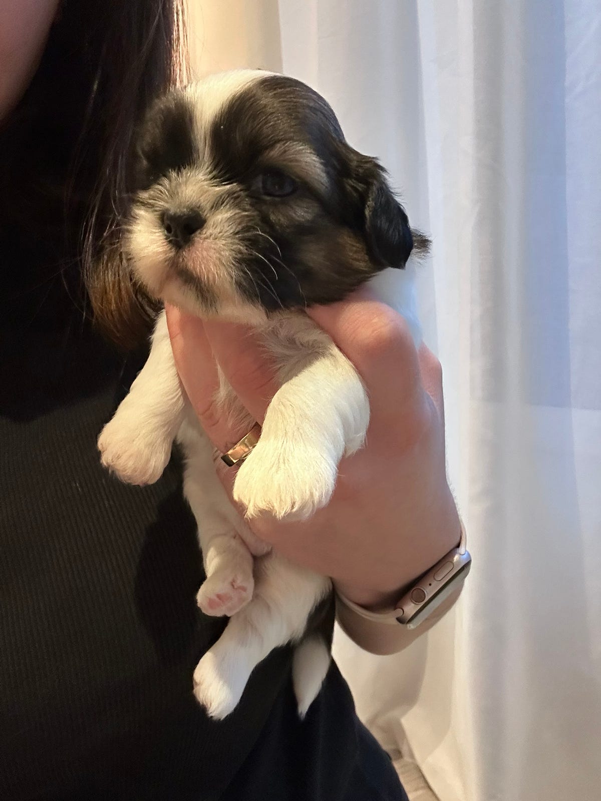 Shih tzu