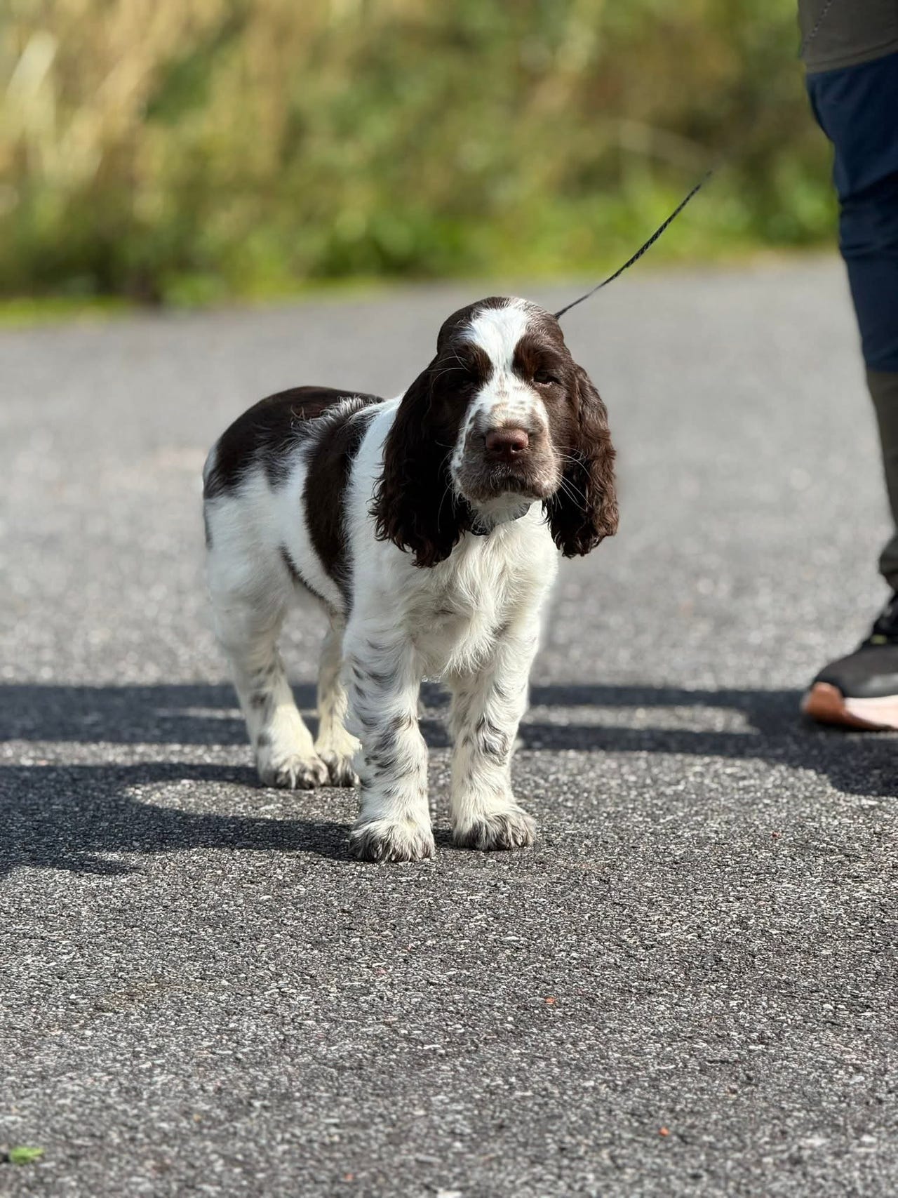 Engelsk springer spaniel
