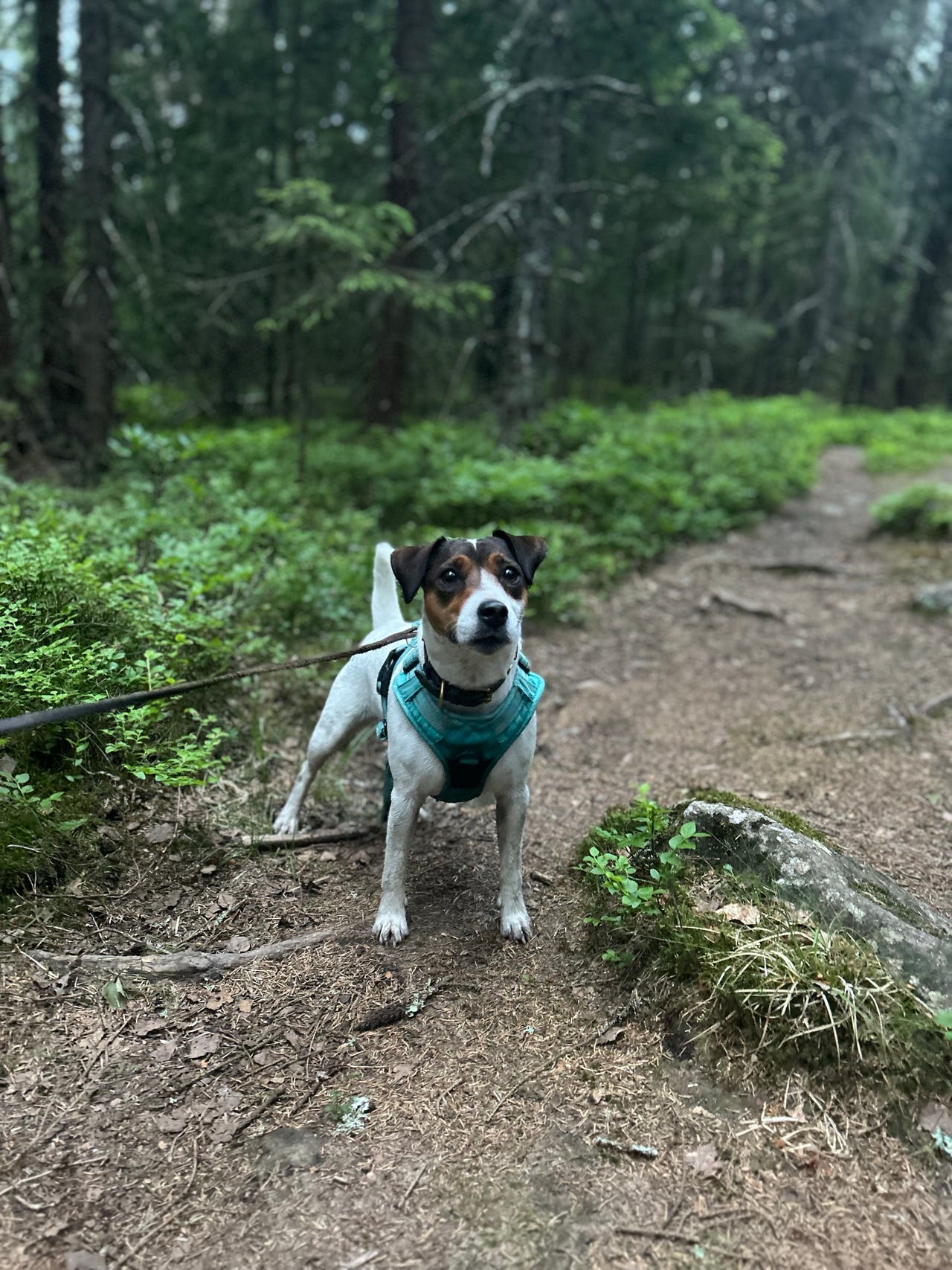 Parson russell terrier