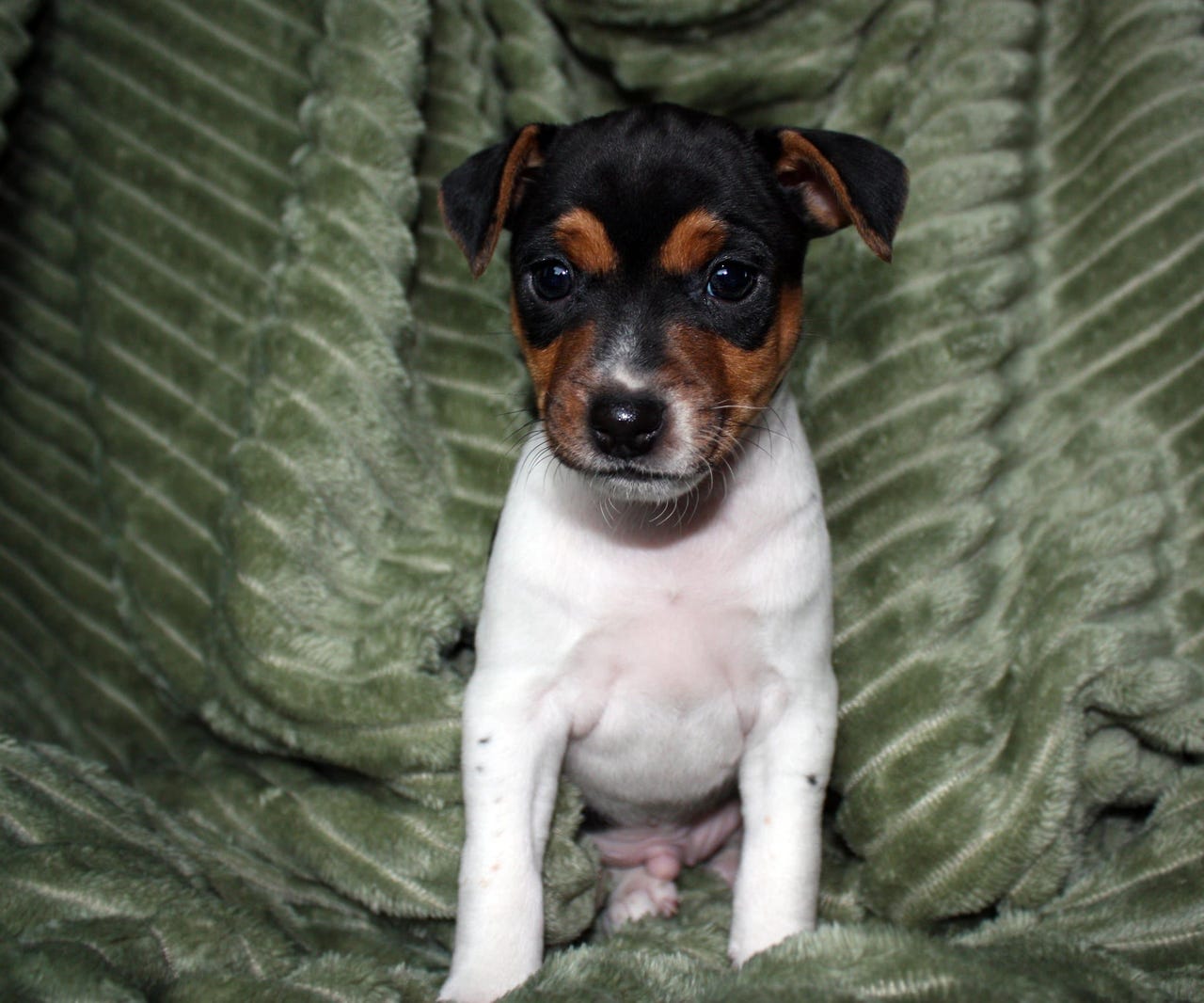 Terrier brasileiro