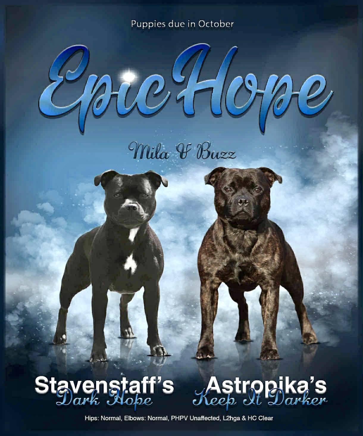 Staffordshire bull terrier