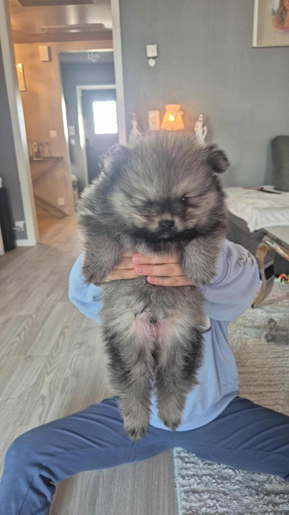 Pomeranian