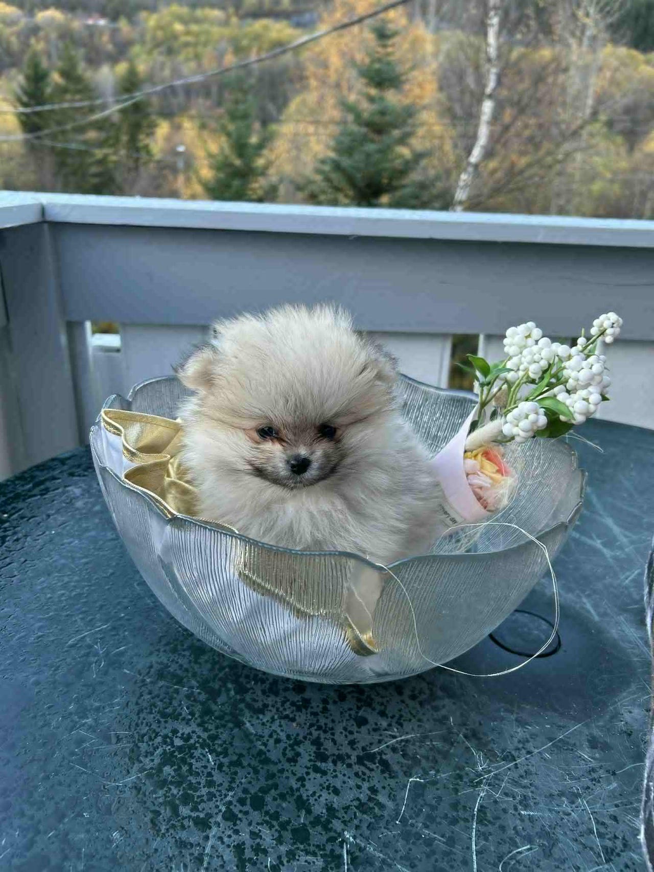 Pomeranian