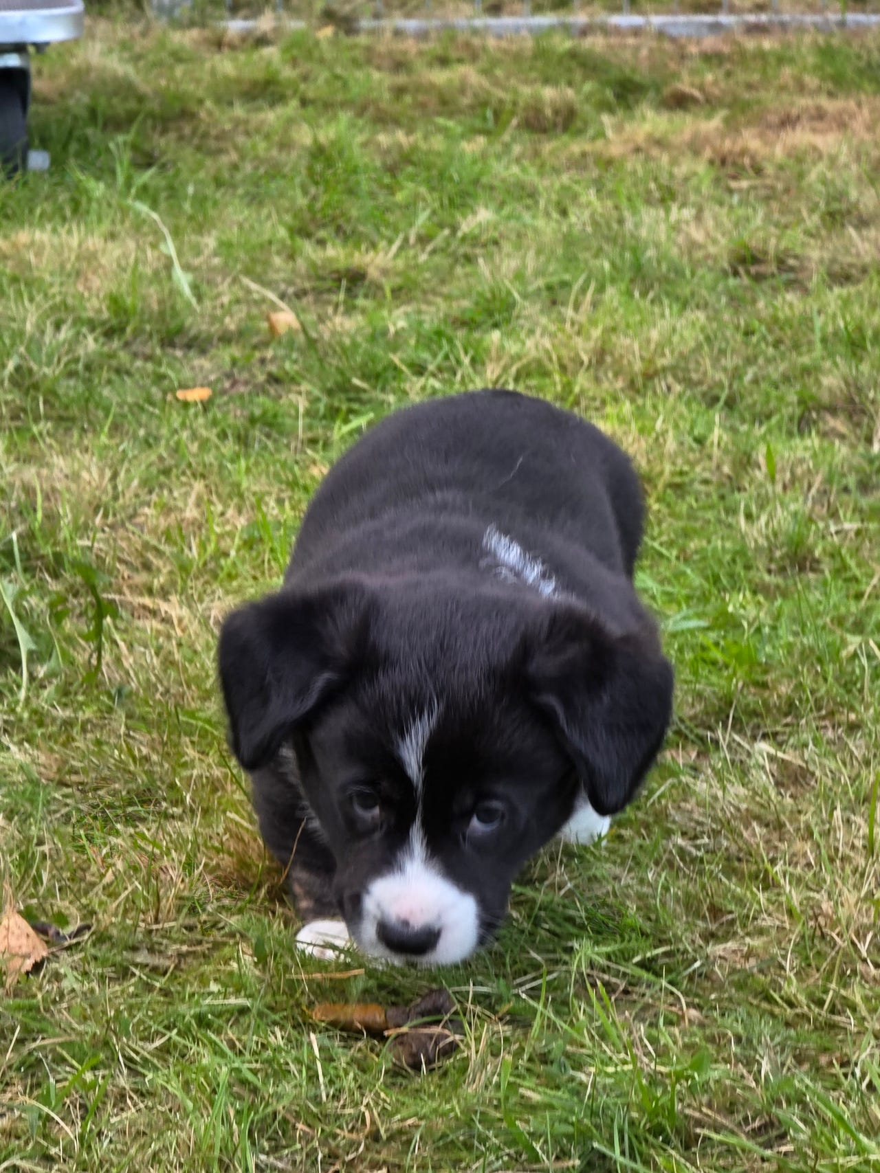 Welsh corgi cardigan