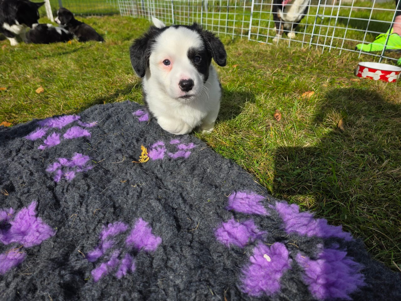 Welsh corgi cardigan