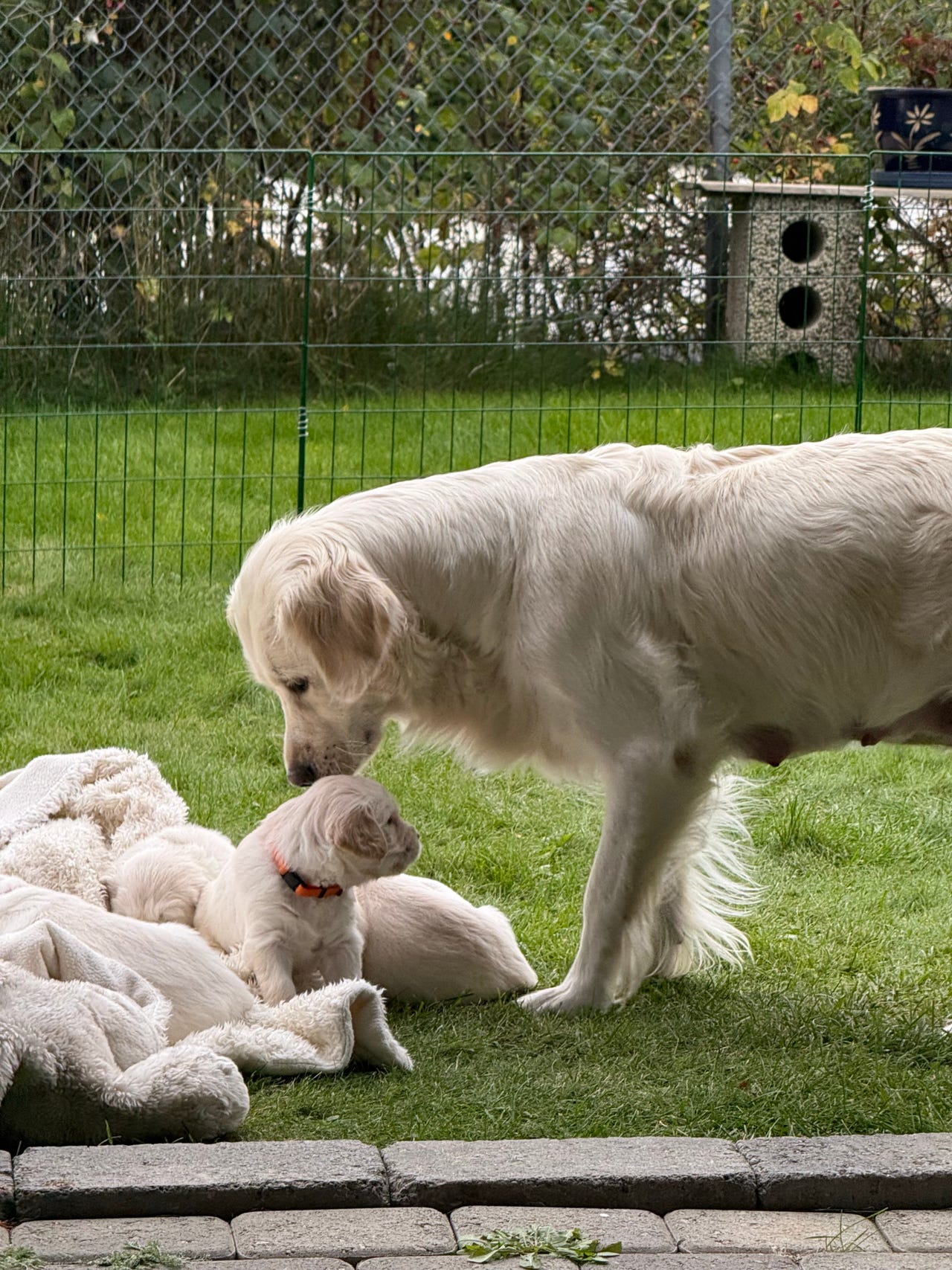 Golden retriever