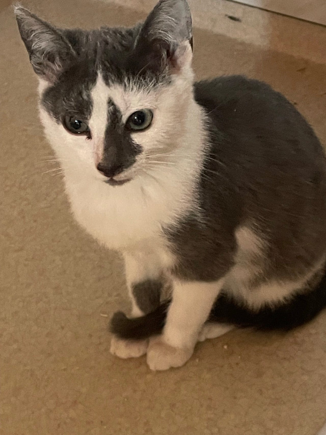 Fin hokatt og hankatt | FINN-torget