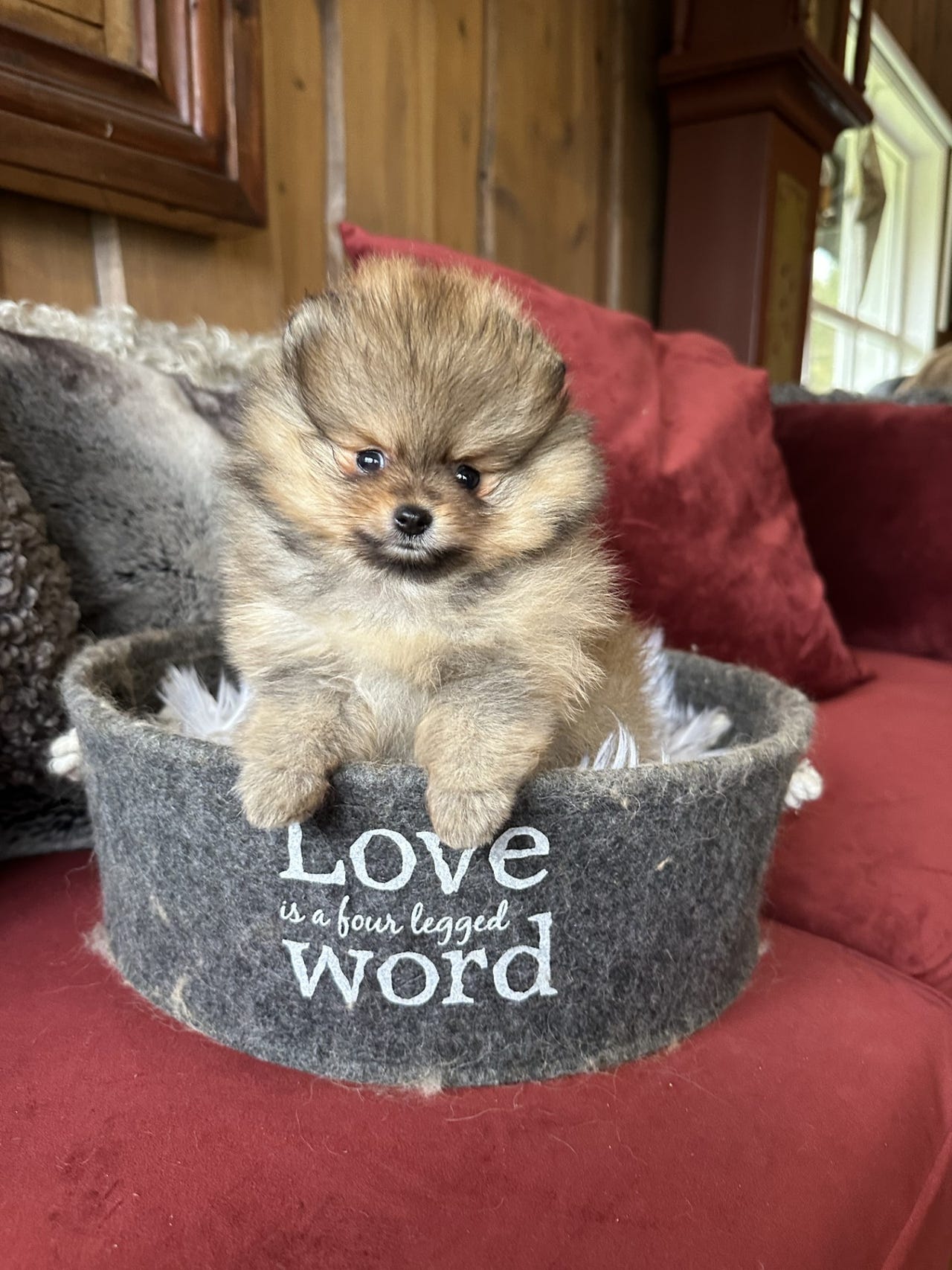 Pomeranian