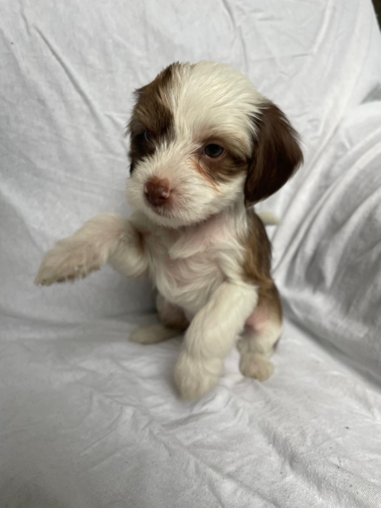 Chinese crested powderpuff