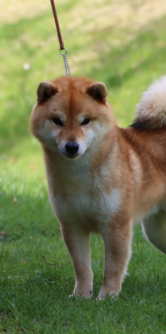 Shiba
