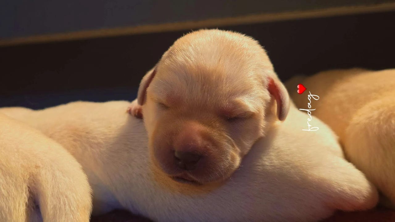 Labrador retriever
