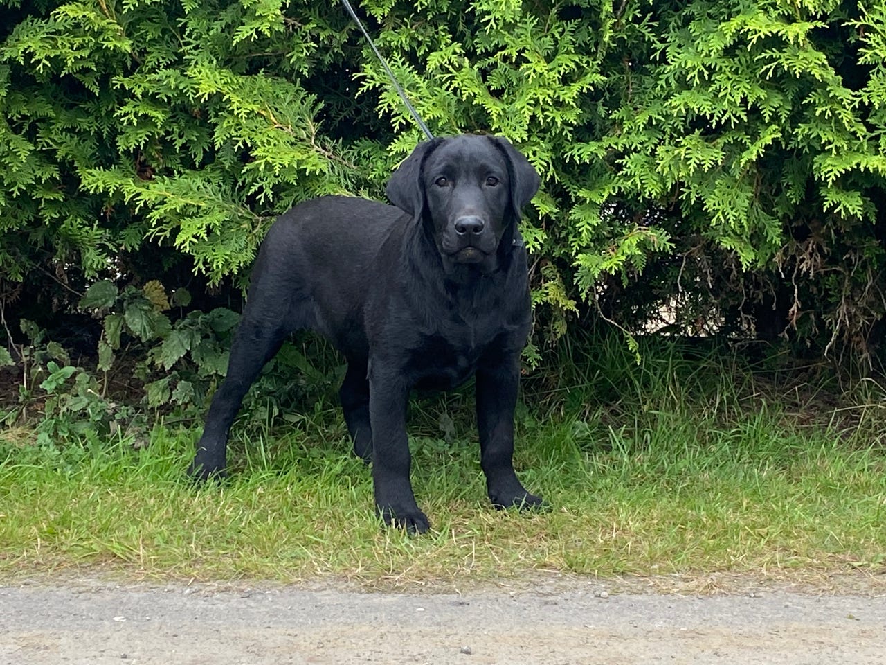 Labrador retriever
