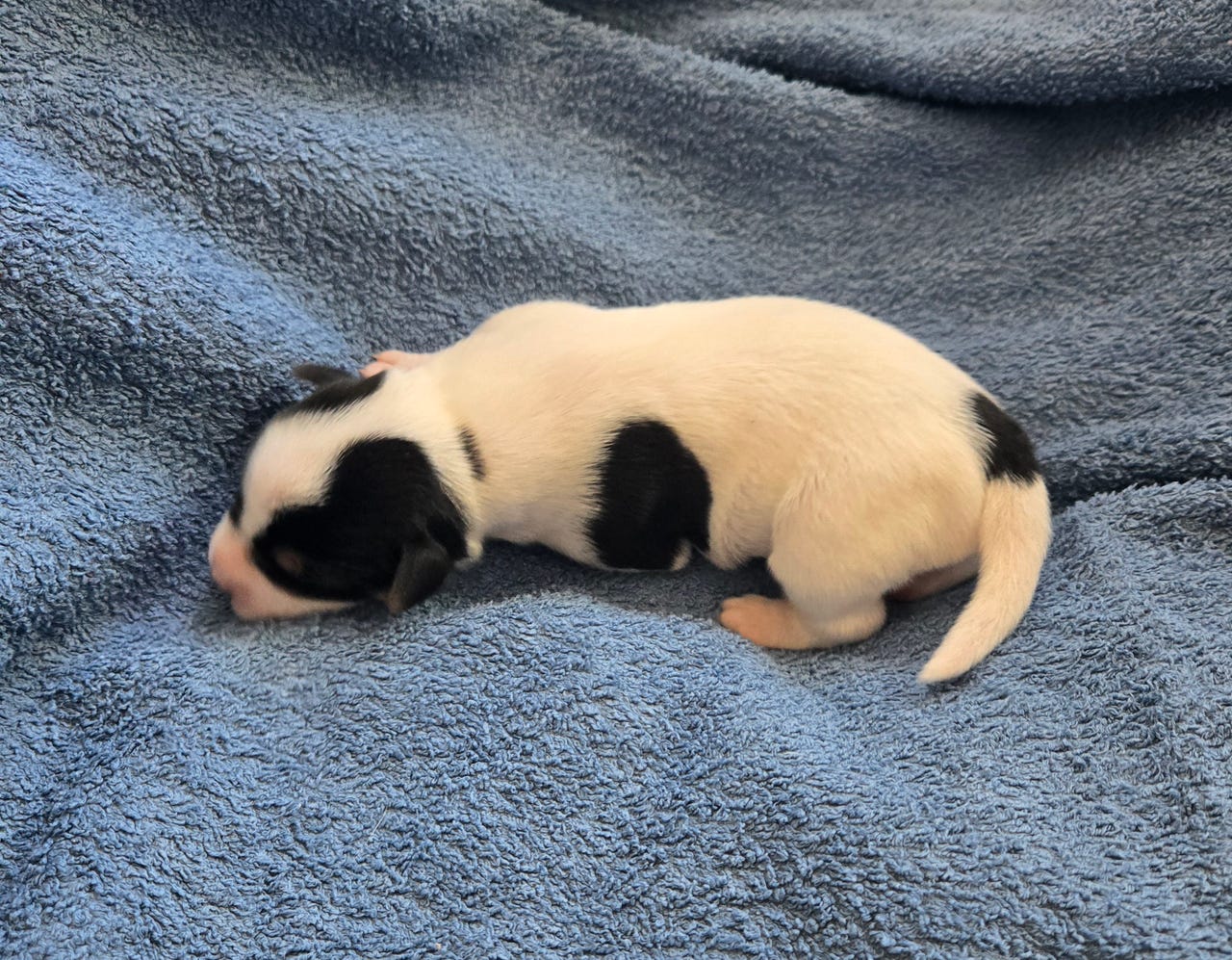 Dansk-svensk gårdshund