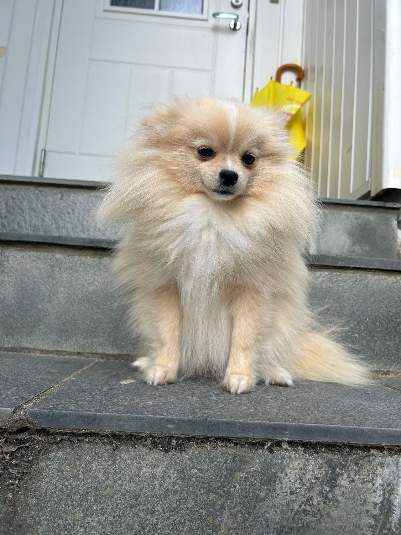 Pomeranian