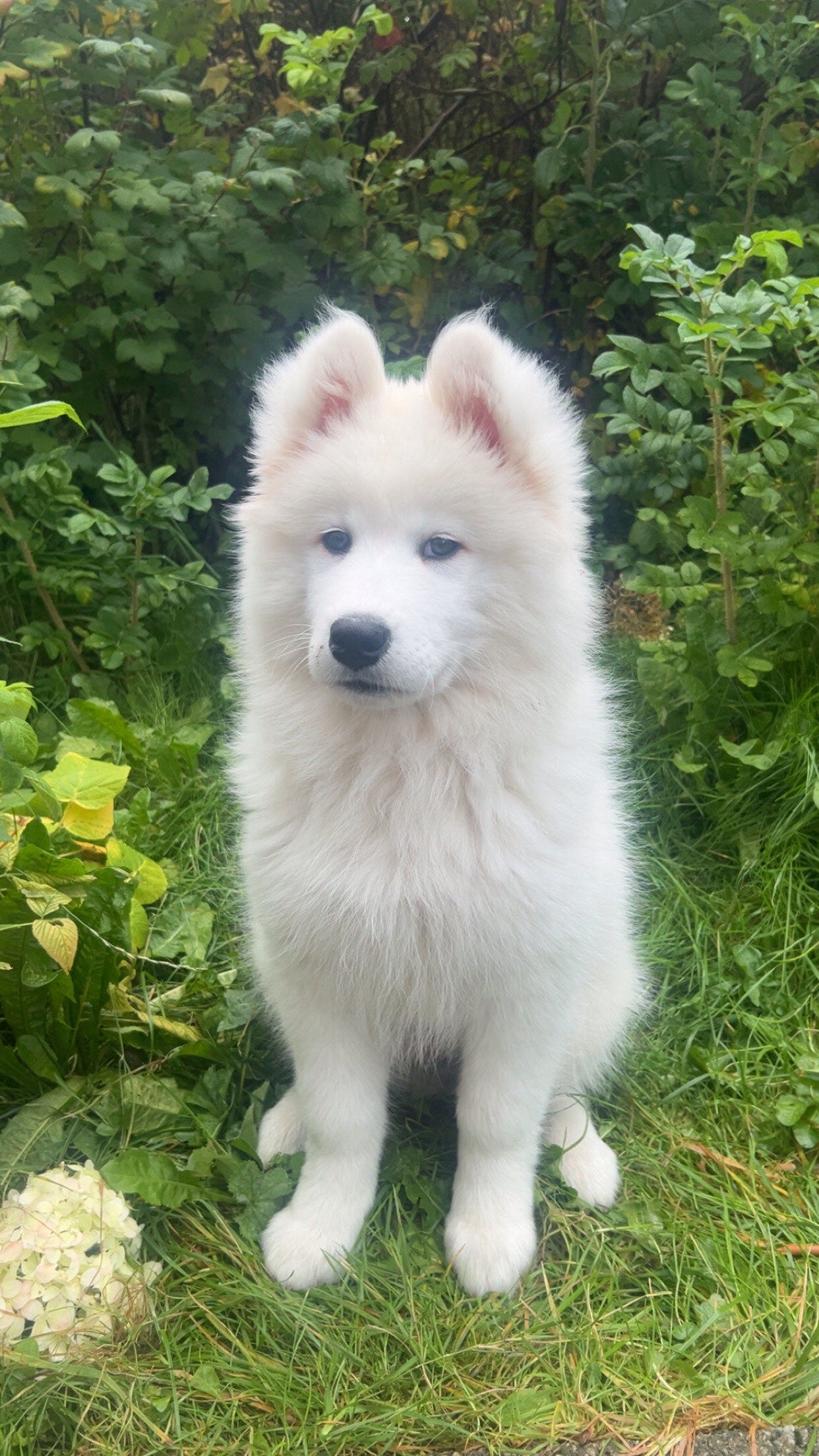 Samojedhund