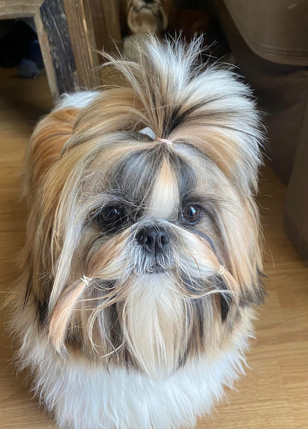 Shih tzu