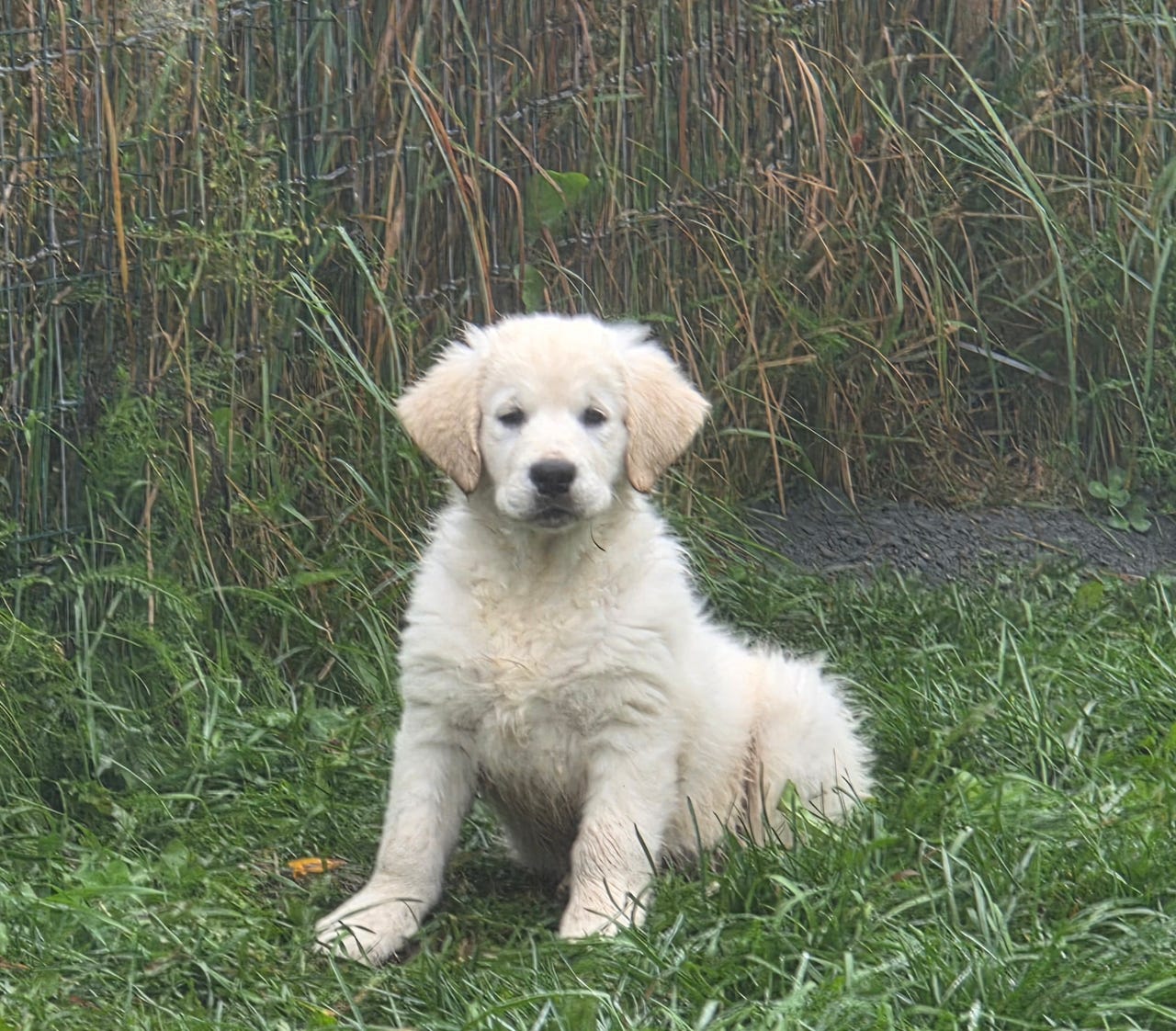 Golden retriever