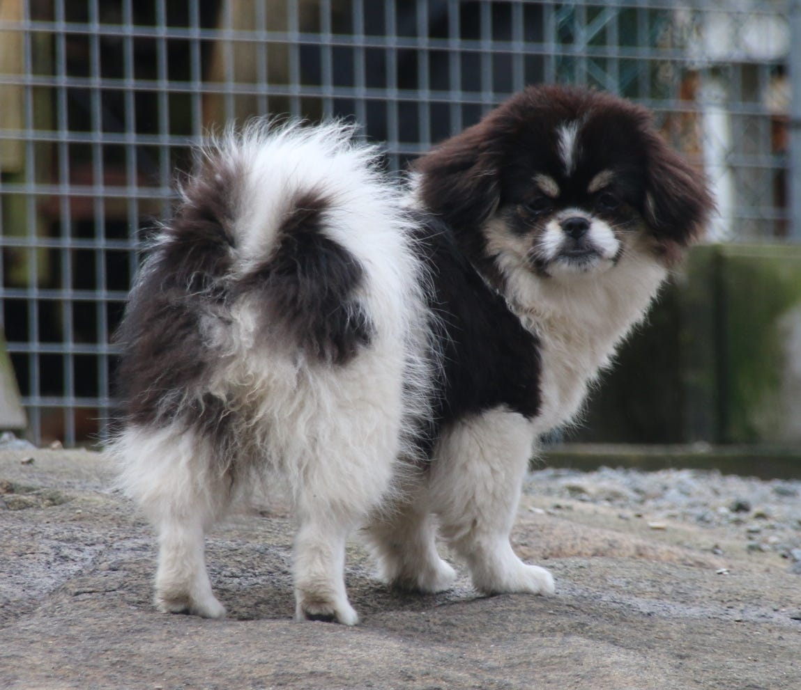 Tibetansk spaniel