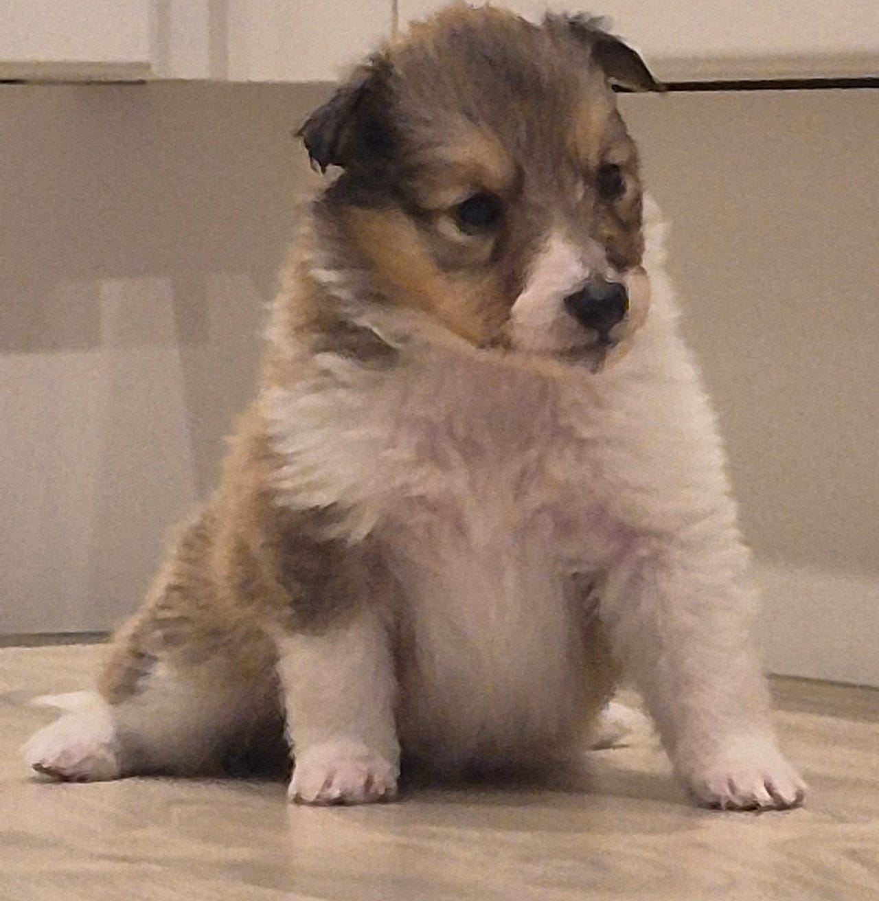 Shetland sheepdog