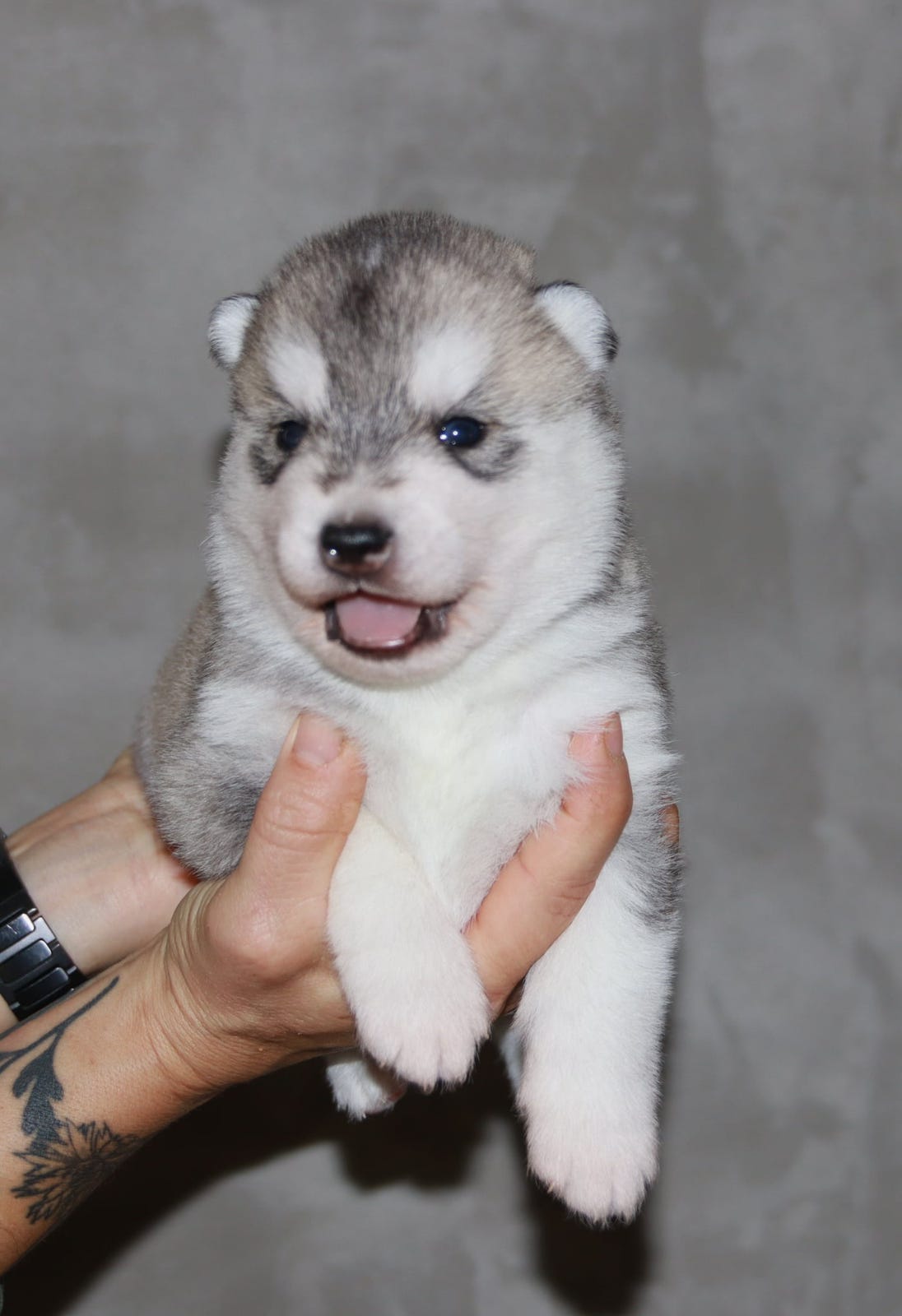 Siberian husky