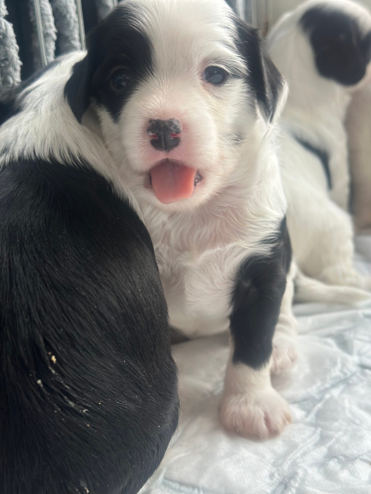 Chinese crested