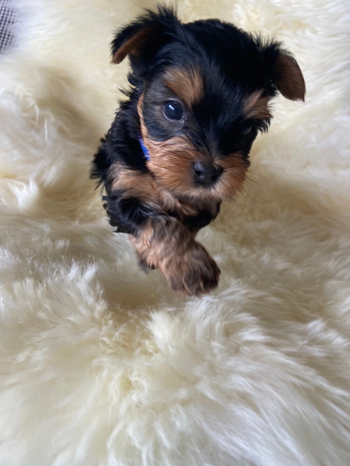 Yorkshire terrier