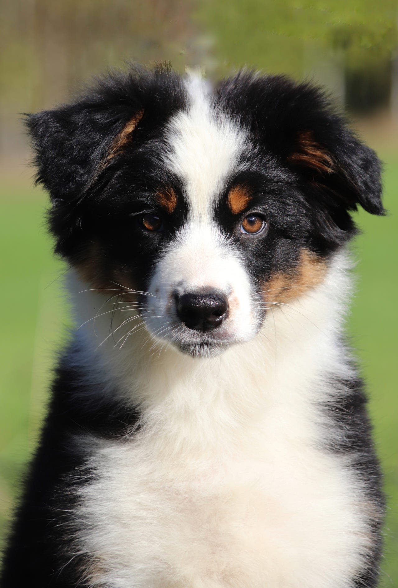 Australian shepherd