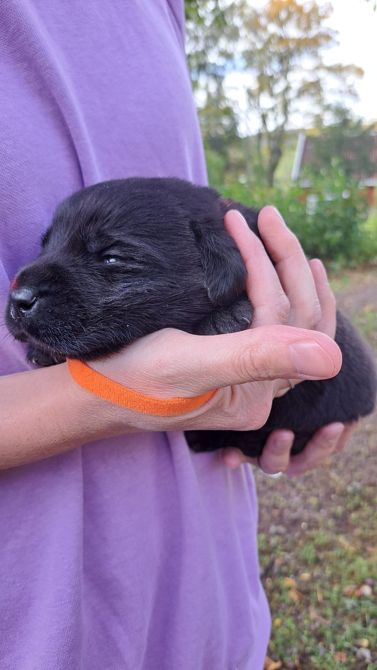 Labrador retriever