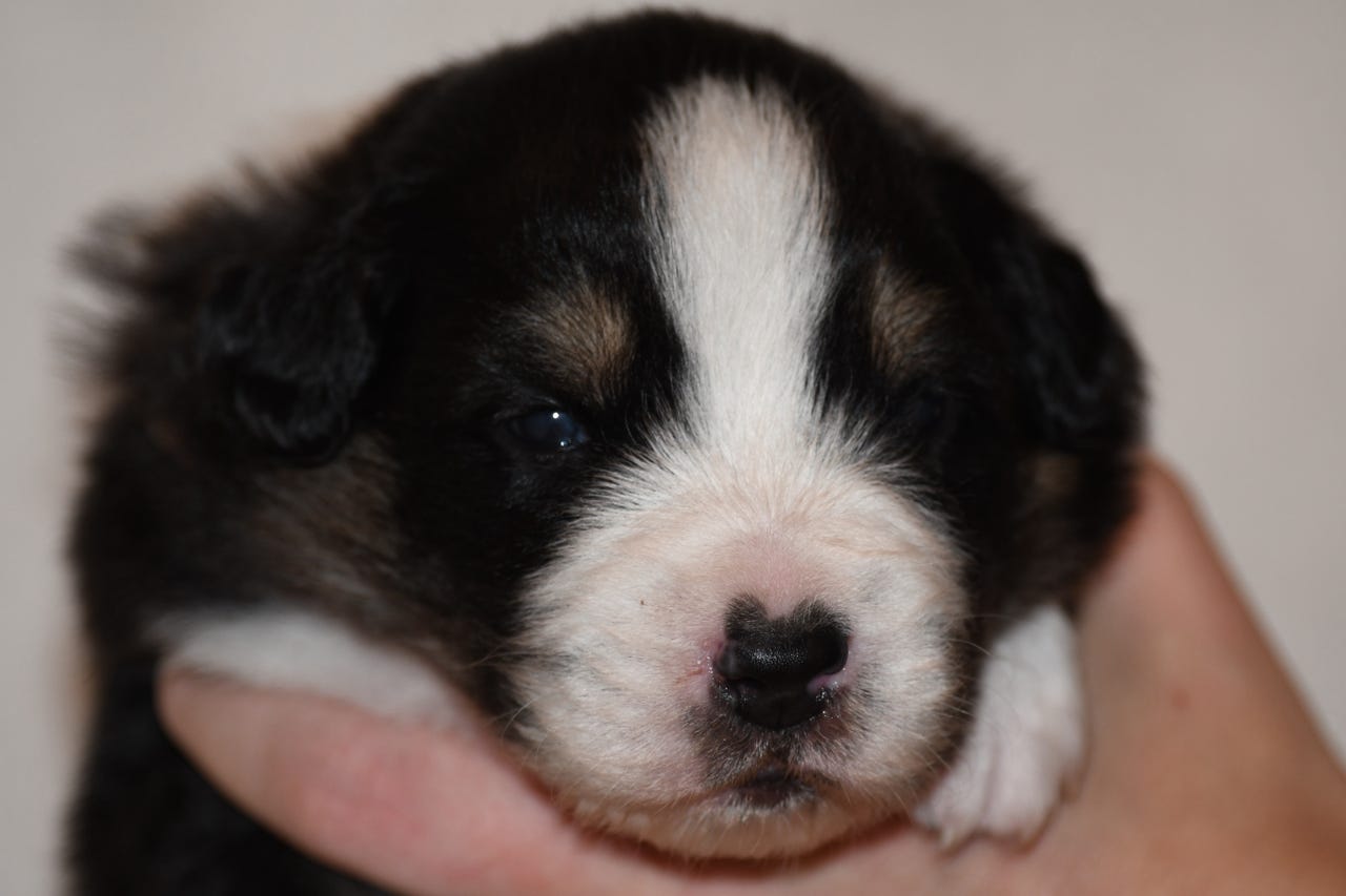 Australian shepherd