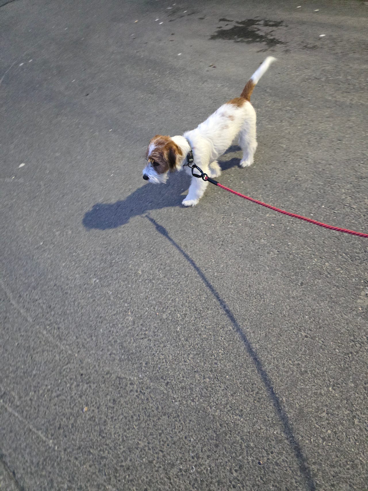 Jack russell terrier