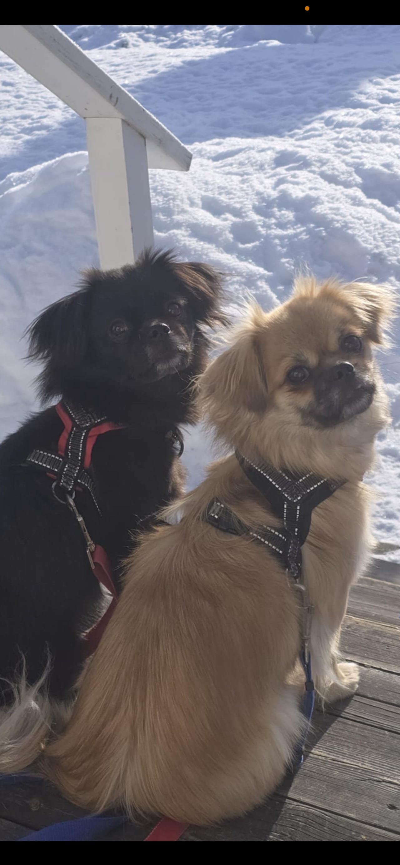 Tibetansk spaniel