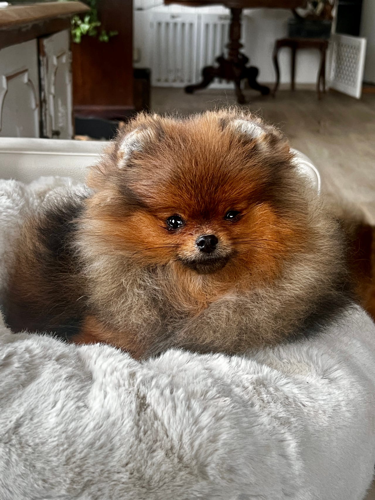 Pomeranian