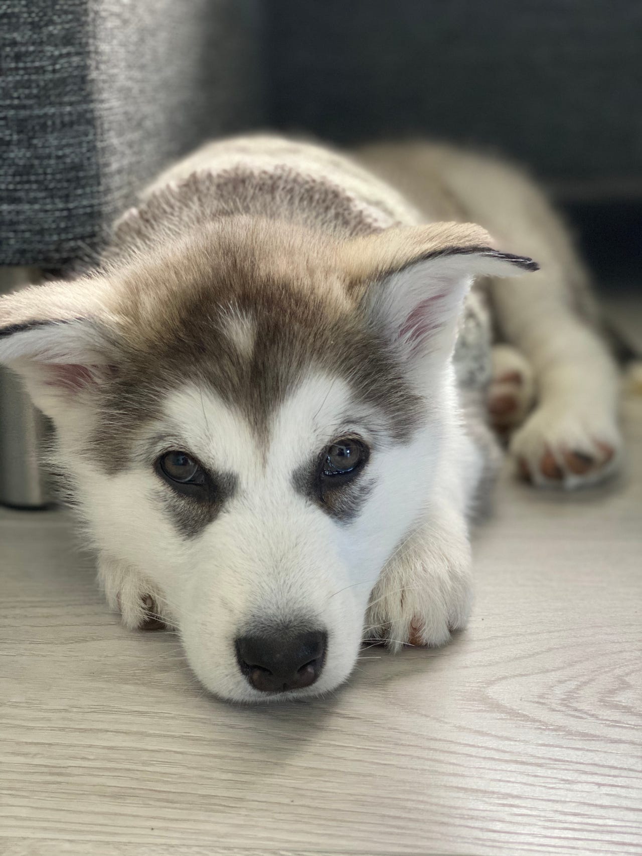 Alaskan malamute